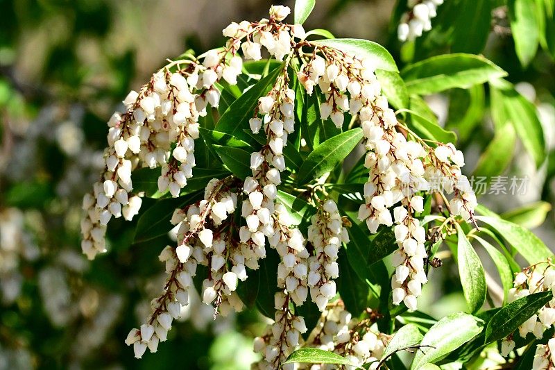 日本Pieris japonica /日本andromeda